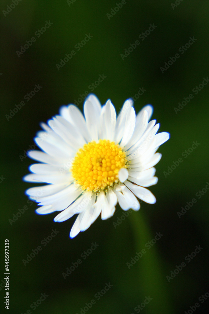 Beautiful colorful flower blooming in the garden Beautiful colorful flower blooming in the garden