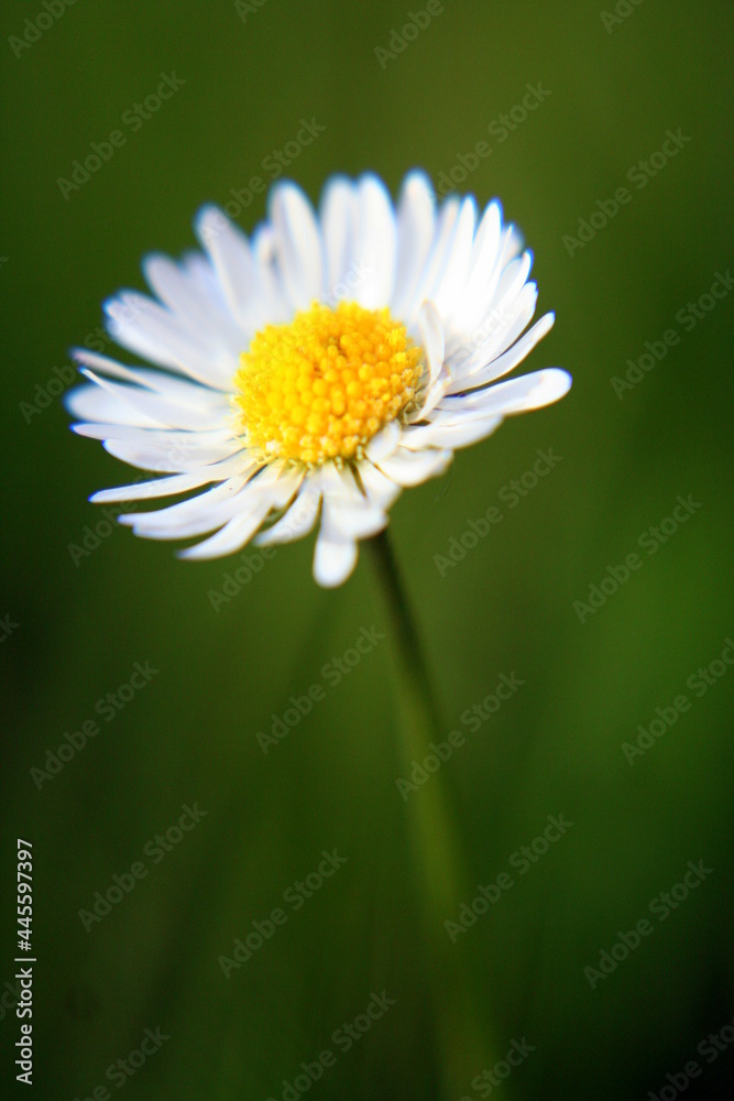 Fototapeta premium Beautiful colorful flower blooming in the garden