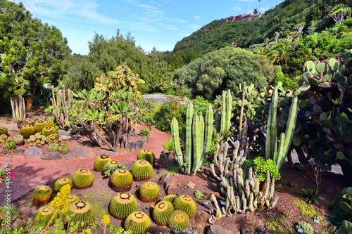 Beautiful botanical garden in Gran Canaria photo