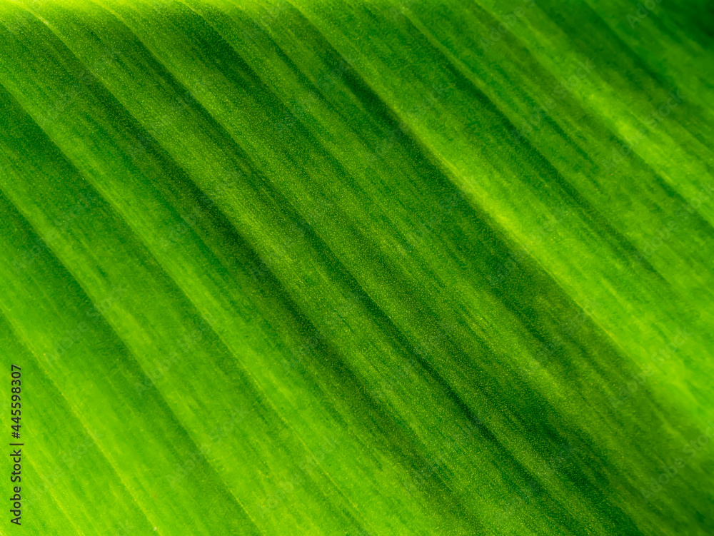 Close up the banana leaves of spotted plant background. Close up the banana leaves of spotted plant background.
