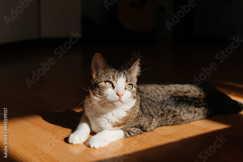 A domestic cat is lying on the floor. The sun's rays shine into the apartment and the cat lies in the sun.