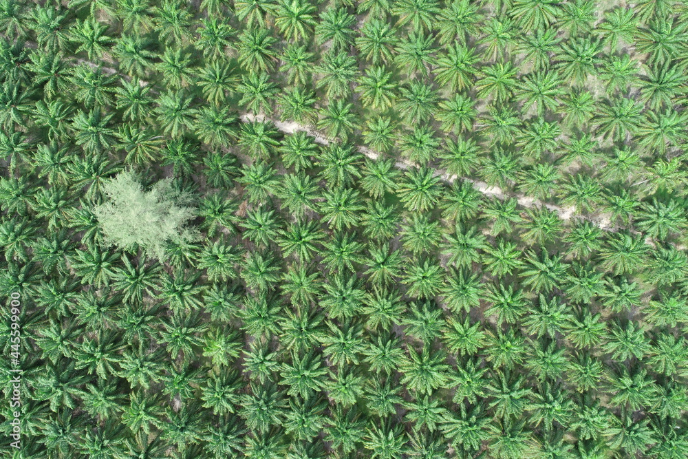Arial view of palm agricultural Arial view of palm agricultural