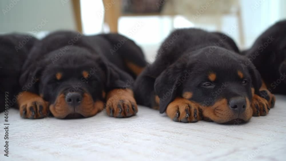 rottweiler puppies sleeping side to side on floor at home rottweiler puppies sleeping side to side on floor at home