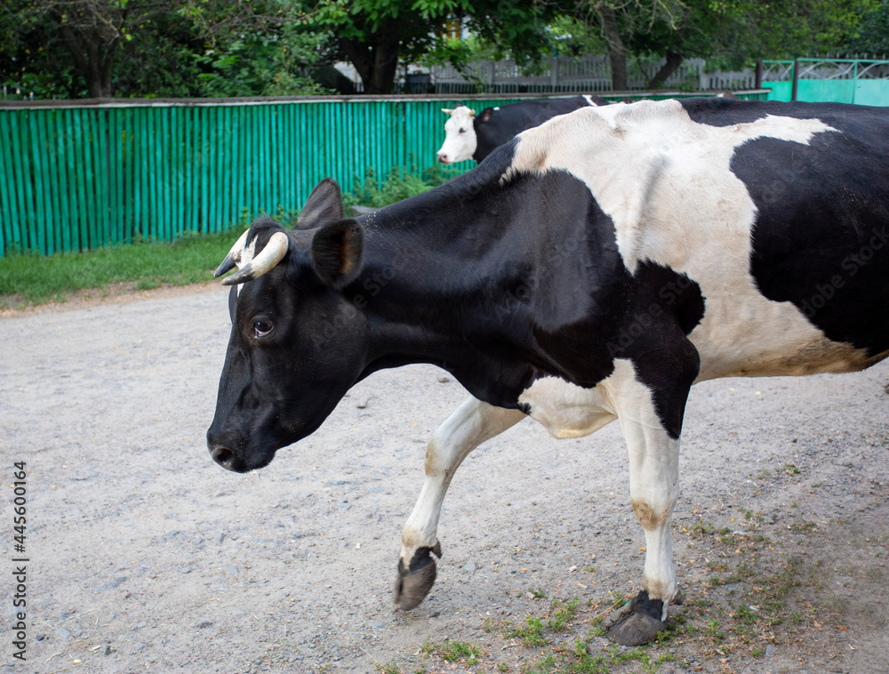 Black and white cow walking back from the pasture in  a village
