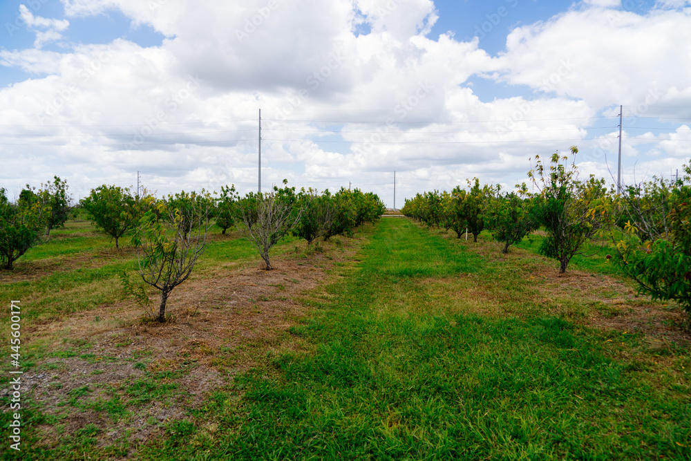 Fototapeta premium Peach Harvest in a modern peach farm in USA 