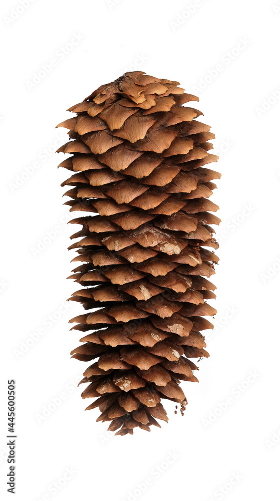 Natural pine cone isolated on a white background Natural pine cone isolated on a white background