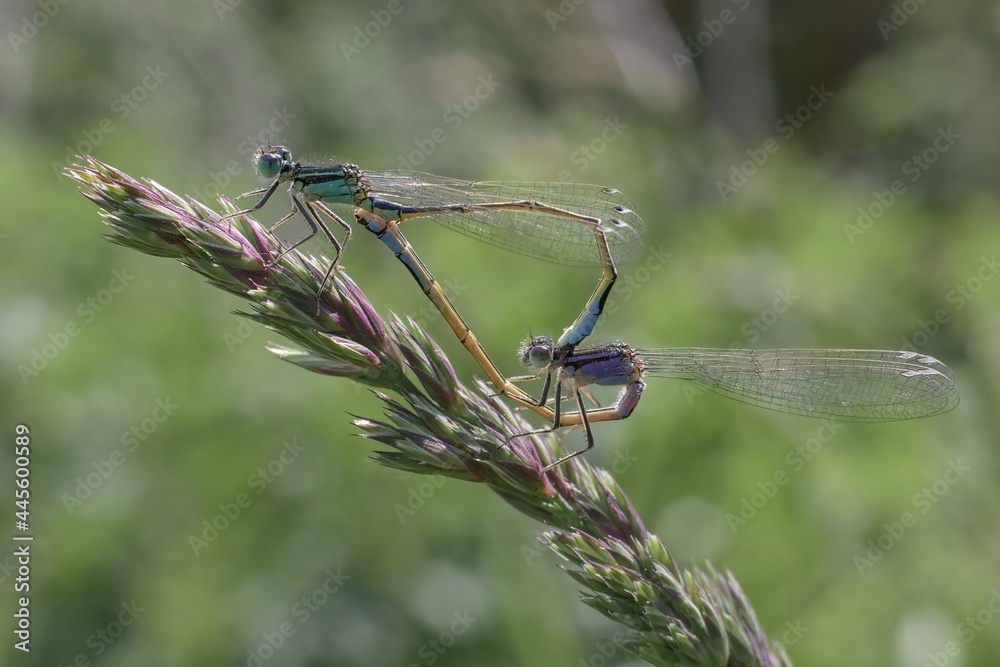 Dragonfly Emerald damselfly Lestes sponsa male and female Dragonfly Emerald damselfly Lestes sponsa male and female
