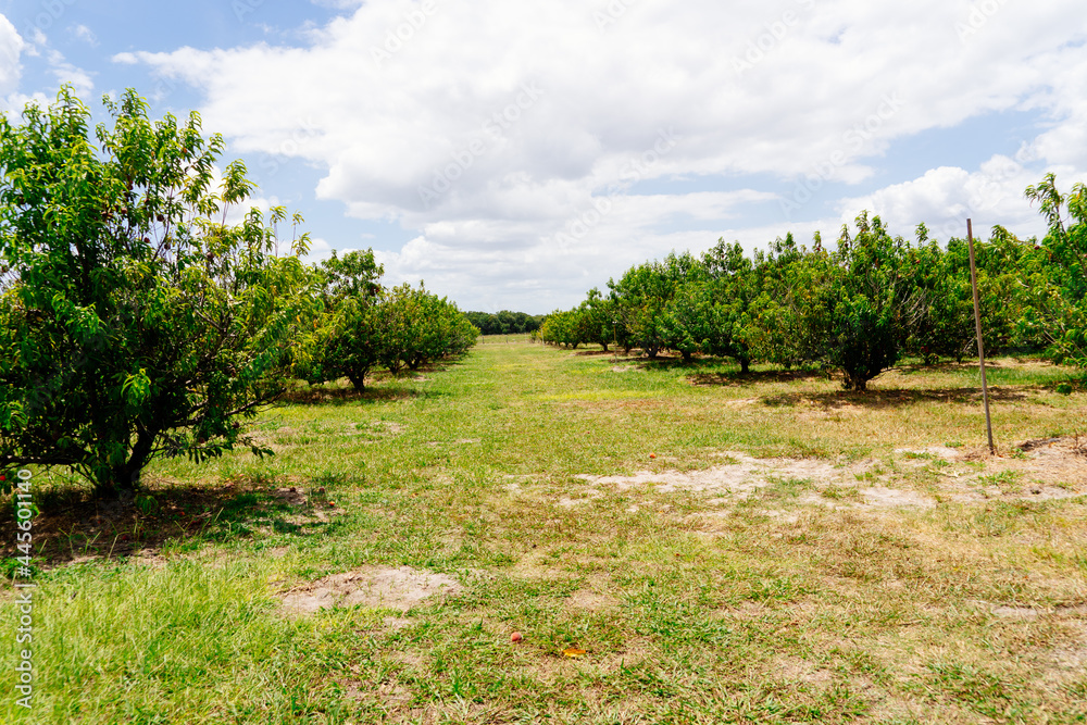 Peach Harvest in a modern peach farm in USA	