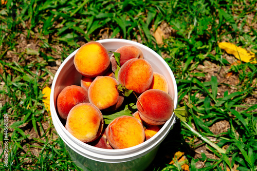 Peach Harvest in a modern peach farm in USA	
