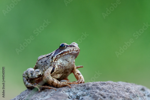 Common frog (Rana temporaria), also known as the European common frog on a stone in the mountains. Isolated on a green background, photographed up close