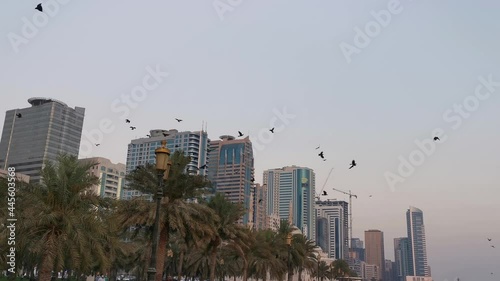 Sharjah, United Arab Emirates - May 11, 2021.Crows on date palm tree, crows gathering, flock of crows. Birds group. Crow crowd in city. photo