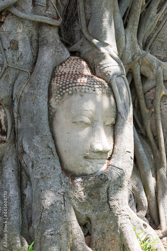 Head of buddha image in tree roots at wat mahathat temple, Thailand. Head of buddha image in tree roots at wat mahathat temple, Thailand.