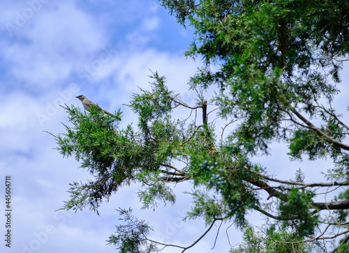 Mockingbird in branch