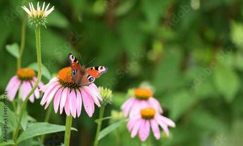 Blooming pink echinacea with peacock butterfly bokeh garden background, sunny garden image.