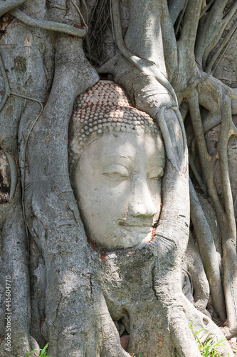 Head of buddha image in tree roots at wat mahathat temple, Thailand.