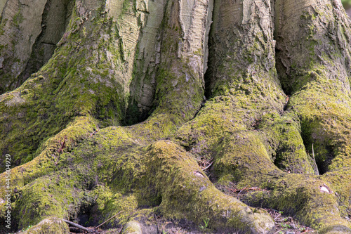 Roosts Fagus Sylvatica Tree With Meripilus Giganteus Fungus At Amsterdam The Netherlands 12-4-2021 photo