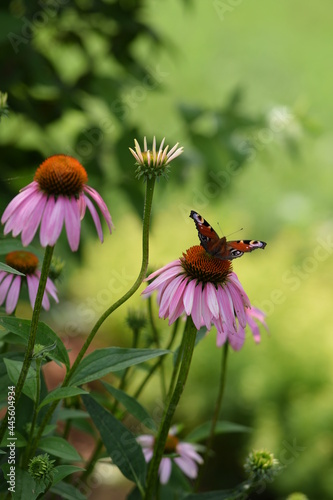 Blooming pink echinacea with peacock butterfly bokeh garden background, sunny garden image.