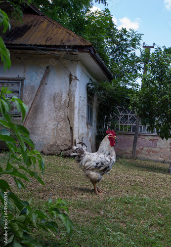 White rooster in a green yard in front of a derelict house