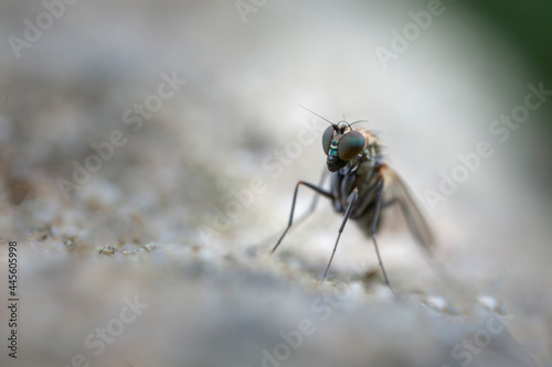 Longlegged Fly Medetera Dolichopodidae in close view © denis