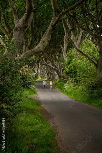 Road through the Dark Hedges tree tunnel at sunset in Ballymoney, Northern Ireland. It is an avenue of old beech trees tunnel which planted in 18th century and become an attractions of tourist.