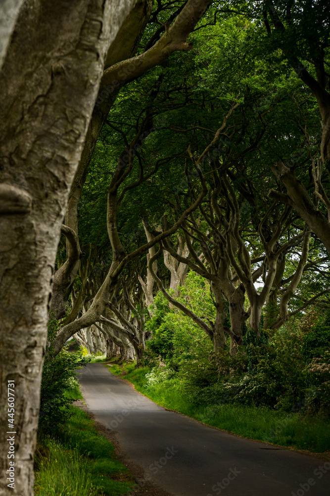 Road through the Dark Hedges tree tunnel at sunset in Ballymoney