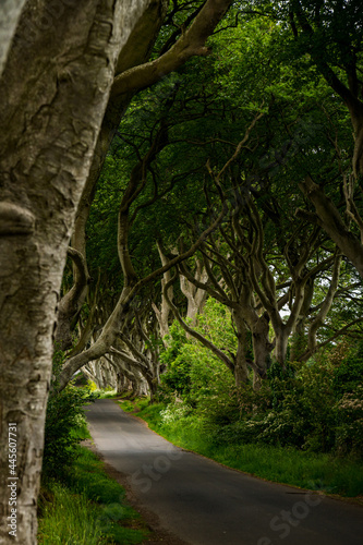 Foto Road through the Dark Hedges tree tunnel at sunset in Ballymoney, Northern Ireland