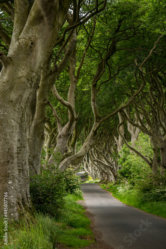 Fotografie Road through the Dark Hedges tree tunnel at sunset in Ballymoney, Northern Ireland
