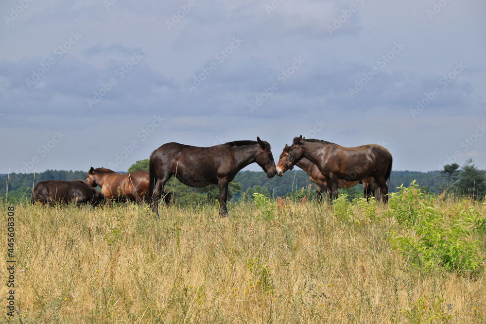 Maultiere Pferde stehen auf einer trockenen Wiese Maultiere Pferde stehen auf einer trockenen Wiese