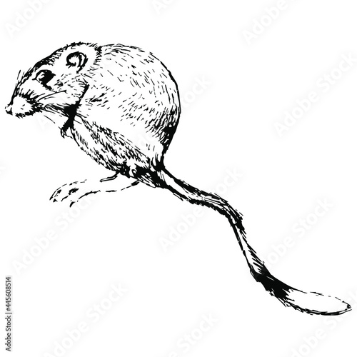 Desert kangaroo rat. (Dipodomys deserti). Hand drawn linear sketch. Vintage style. Isolated vector illustration.	Black and white silhouette.
