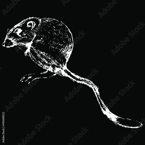 Desert kangaroo rat. (Dipodomys deserti). Hand drawn linear sketch. Vintage style. Isolated vector illustration. White negative silhouette on black background.