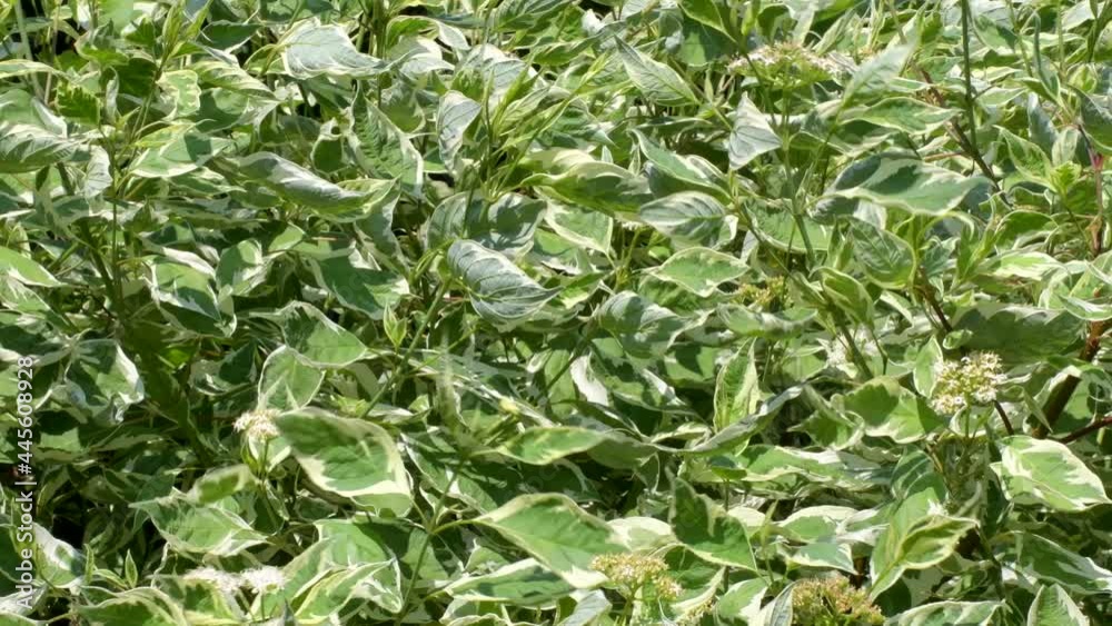 4K: Natural seamless pattern of multicolored green leaves with a white ornament of a plant with the scientific name 4K: Natural seamless pattern of multicolored green leaves with a white ornament of a plant with the scientific name
