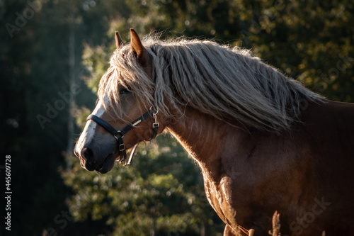 Polish chestnut cold blooded draft horse running forward. Animal portrait. photo