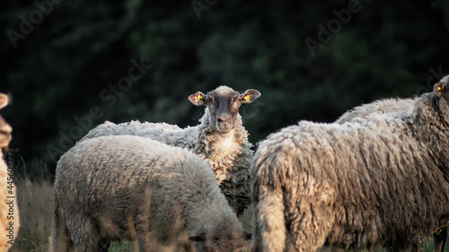 Obraz na płótnie One sheep looking into the camera standing in the middle of the herd in sumer pasture. w salonie
