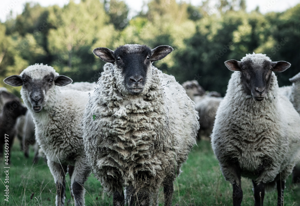 Three curious white sheep with black heads looking into the camera. Animal portrait. Three curious white sheep with black heads looking into the camera. Animal portrait.