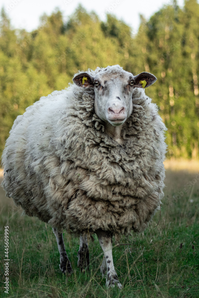 Cute female wooly sheep with spotted face walking on the grass in summer. Animal portrait. Cute female wooly sheep with spotted face walking on the grass in summer. Animal portrait.