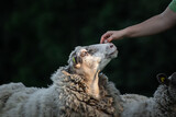 A person scratching sheep's head. Friendly relationship with livestock animals. 