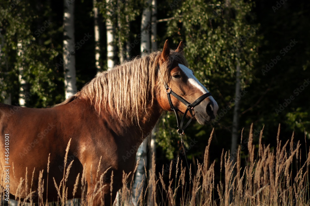 Polish chestnut cold blooded draft horse standing in the field near woods. Animal portrait.