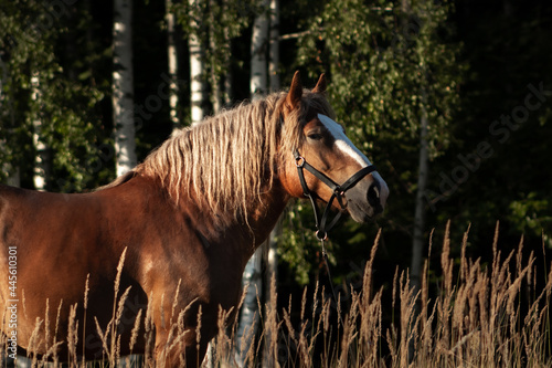 Obraz na płótnie Polish chestnut cold blooded draft horse standing in the field near woods. Animal portrait. w salonie