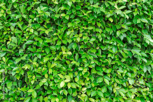 green plant tree wall background texture