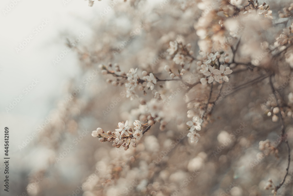 Soft artistic border or background art with tinted cherry blossom. Beautiful nature scene with blossoming tree and sunlight. Copy space for text Soft artistic border or background art with tinted cherry blossom. Beautiful nature scene with blossoming tree and sunlight. Copy space for text