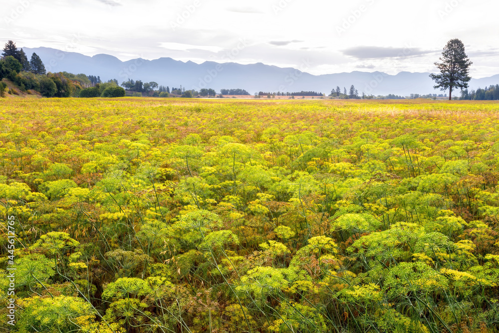 Field of mustard in early morning, northwestern Montana, Flathead Valley Field of mustard in early morning, northwestern Montana, Flathead Valley