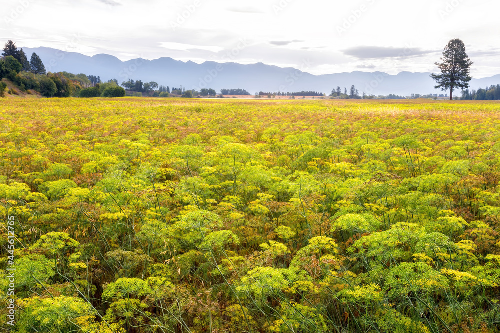 Field of mustard in early morning, northwestern Montana, Flathead Valley