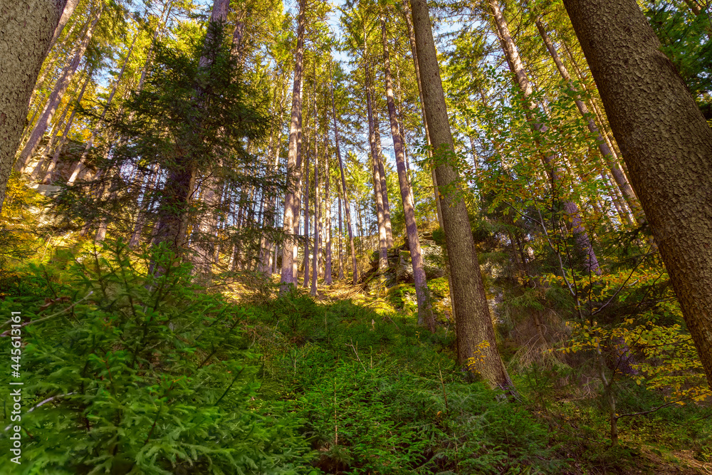 the beauty of the sunny forest