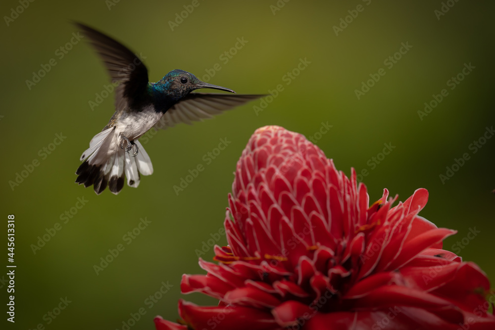 Fototapeta premium Weißnackenkolibri white-necked jacobin