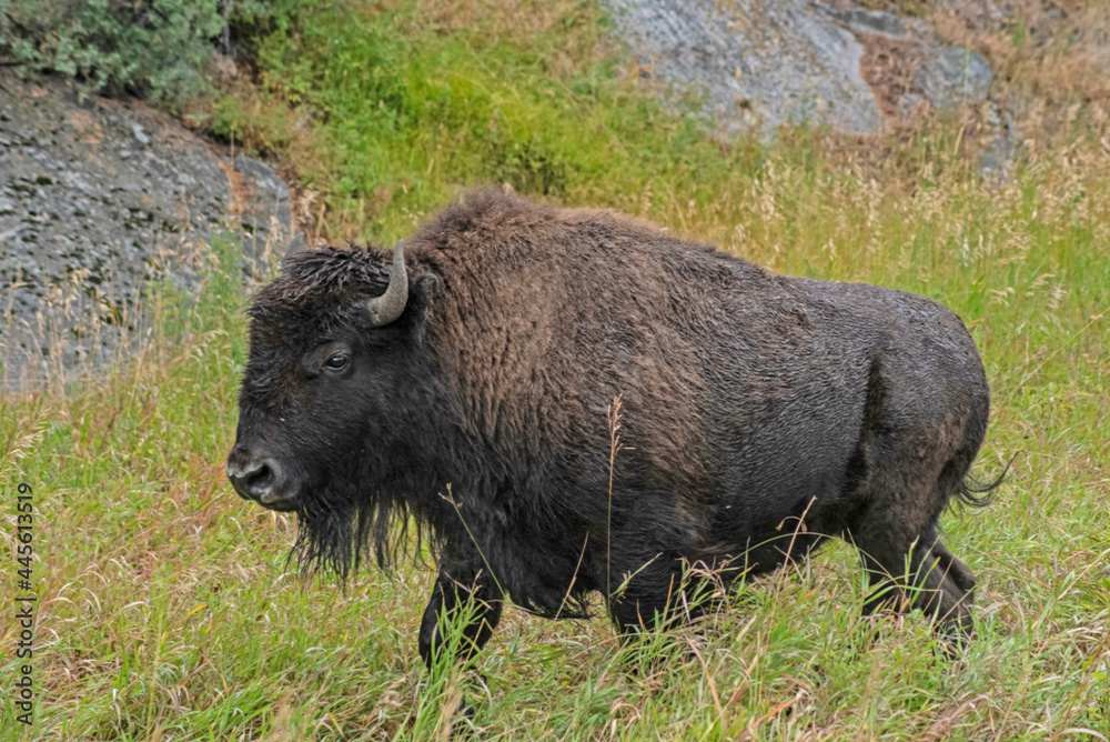 A close-up Bison herd interacts with each other. A close-up Bison herd interacts with each other.