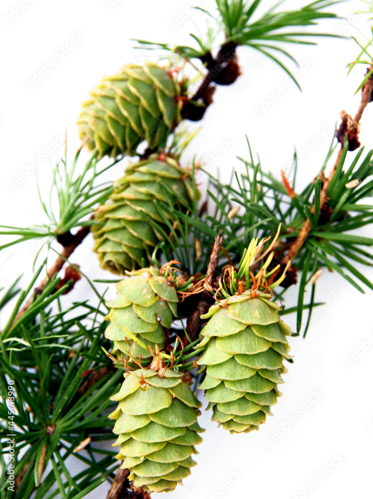 Obraz premium larch tree with growing new cones close up