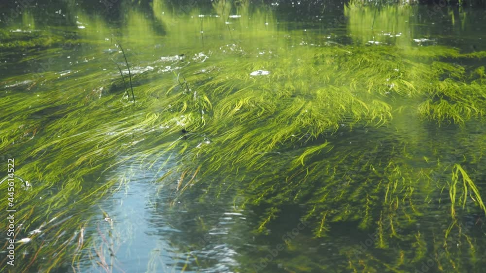 seaweed at the bottom of the river. calm current. peace. reflection of the sun's rays on the water. insects above the water