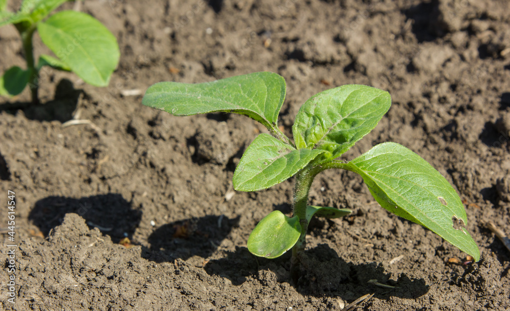in the field of the farm sunflower sprouts grow in the spring in the field of the farm sunflower sprouts grow in the spring
