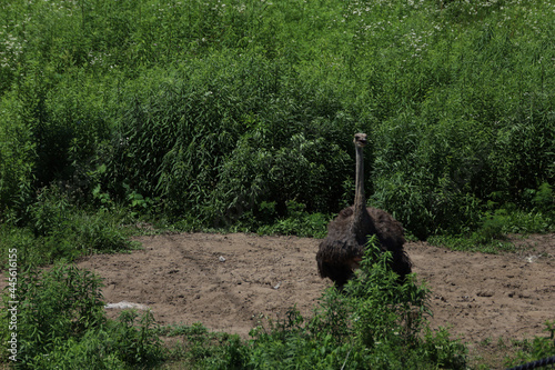 Common ostrich in a zoo in Swope Park, Kansas City, MO photo