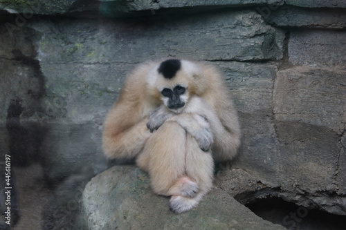 Macaque monkey sitting near a wall at a zoo in Swope Park, Kansas City, MO photo